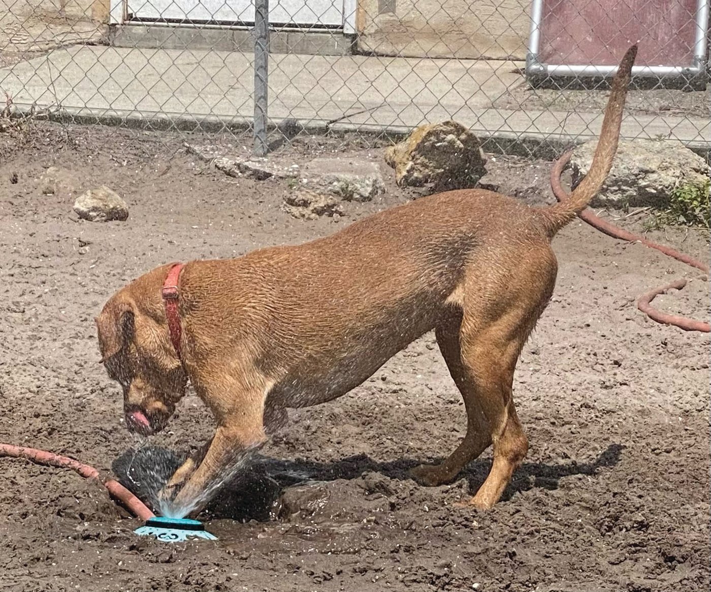 Need a partner for some Summer fun? Gunner is your guy! This big boy loves playing, especially when there’s water involved. Gunner is 1 year old.